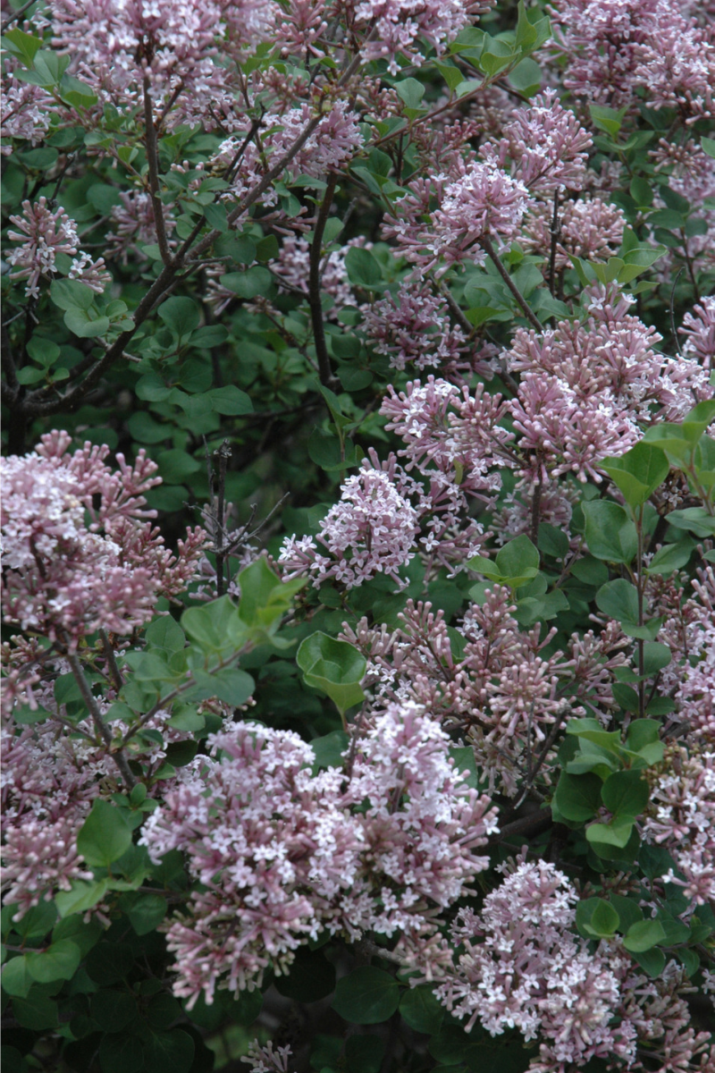 Lilac, Dwarf Korean