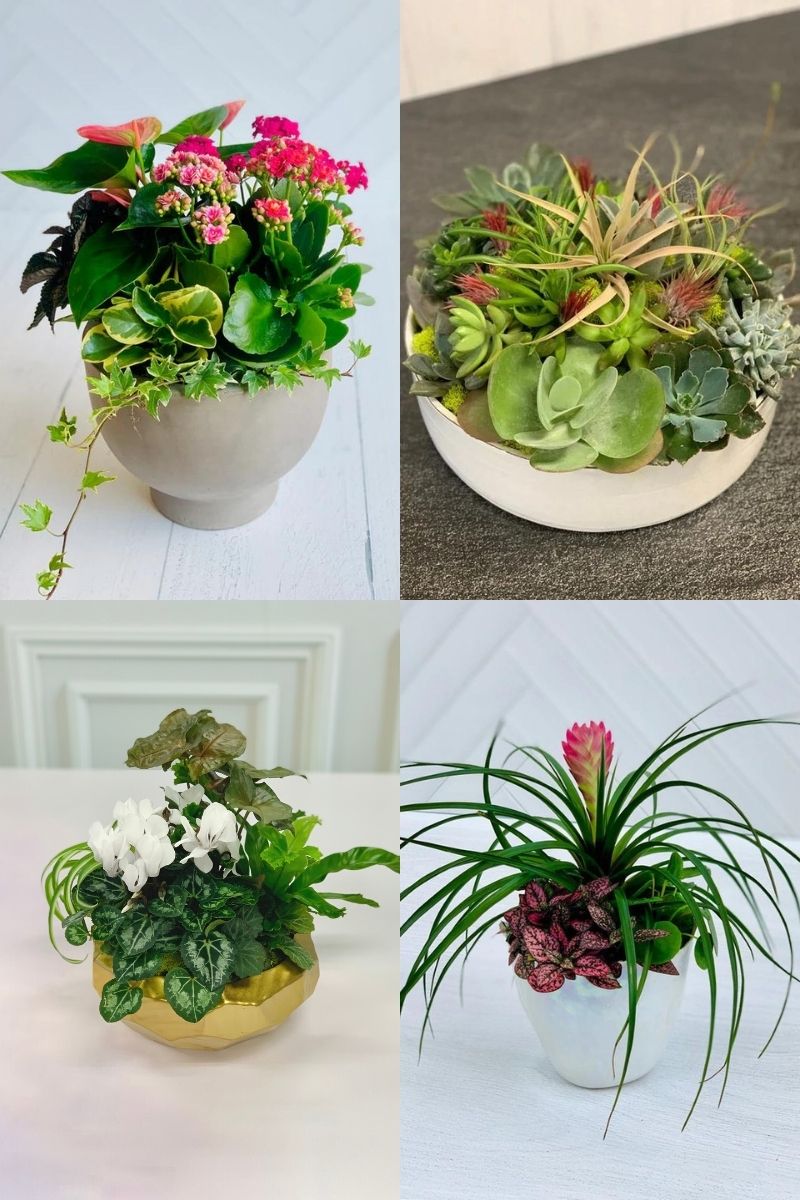 Signature Arrangement Subscription | Chaletnurserys Classics