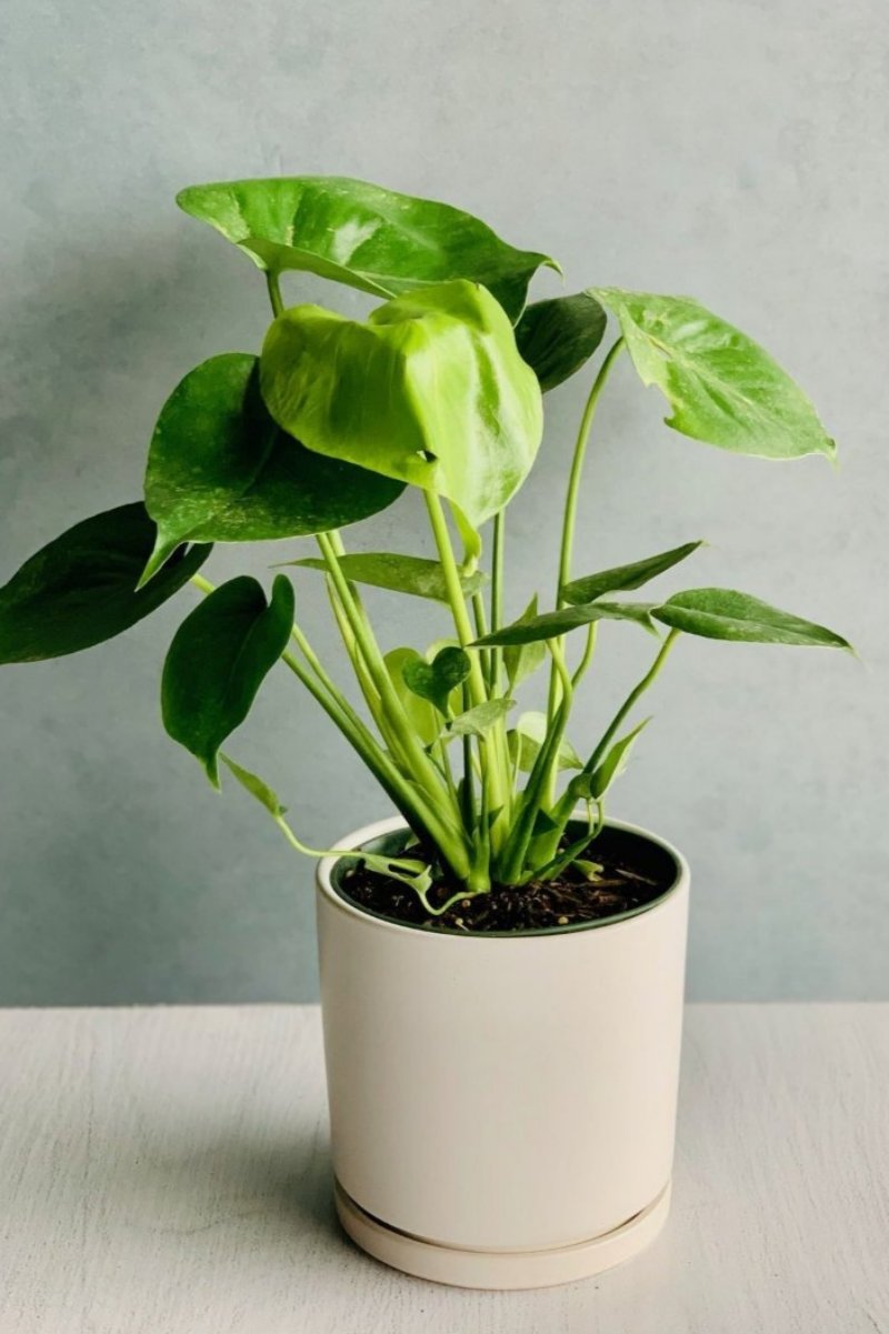 Monstera 6"