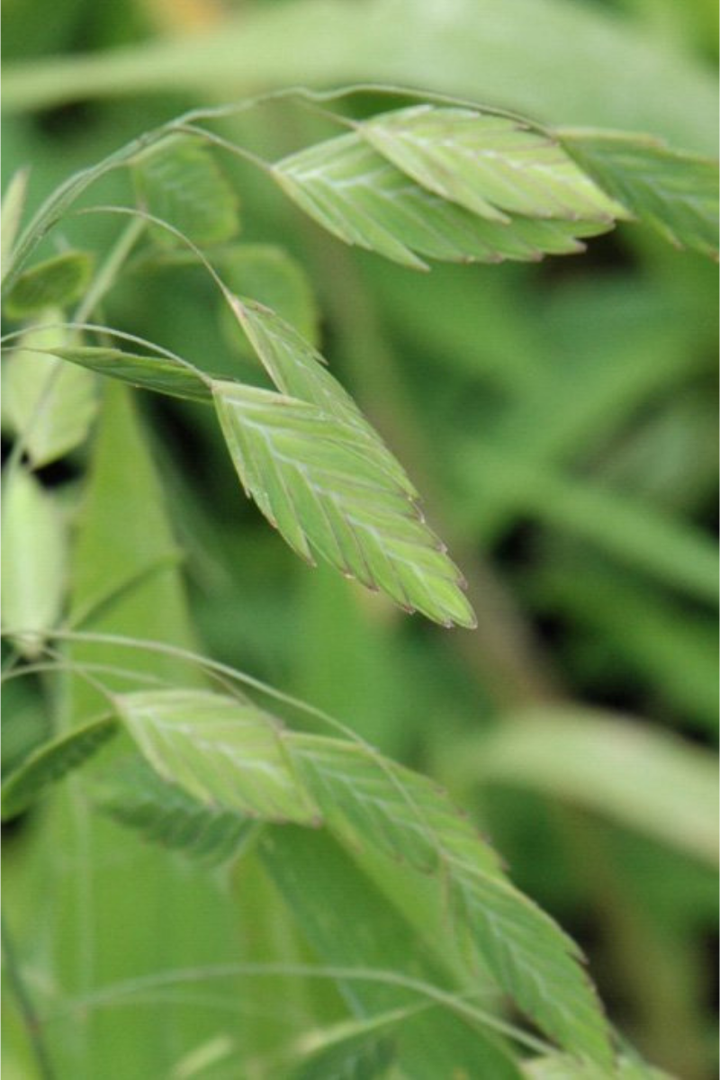 Grass, Northern Sea Oats