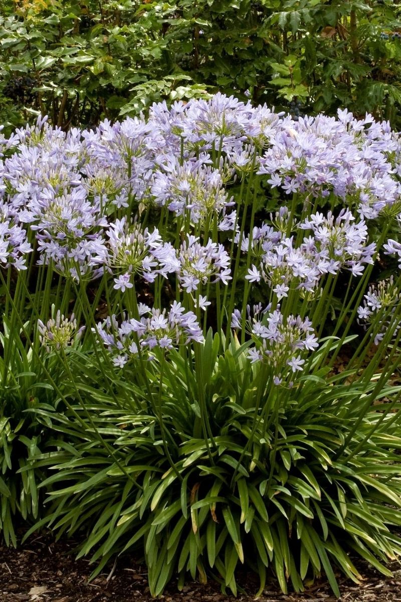 Agapanthus, Africanus