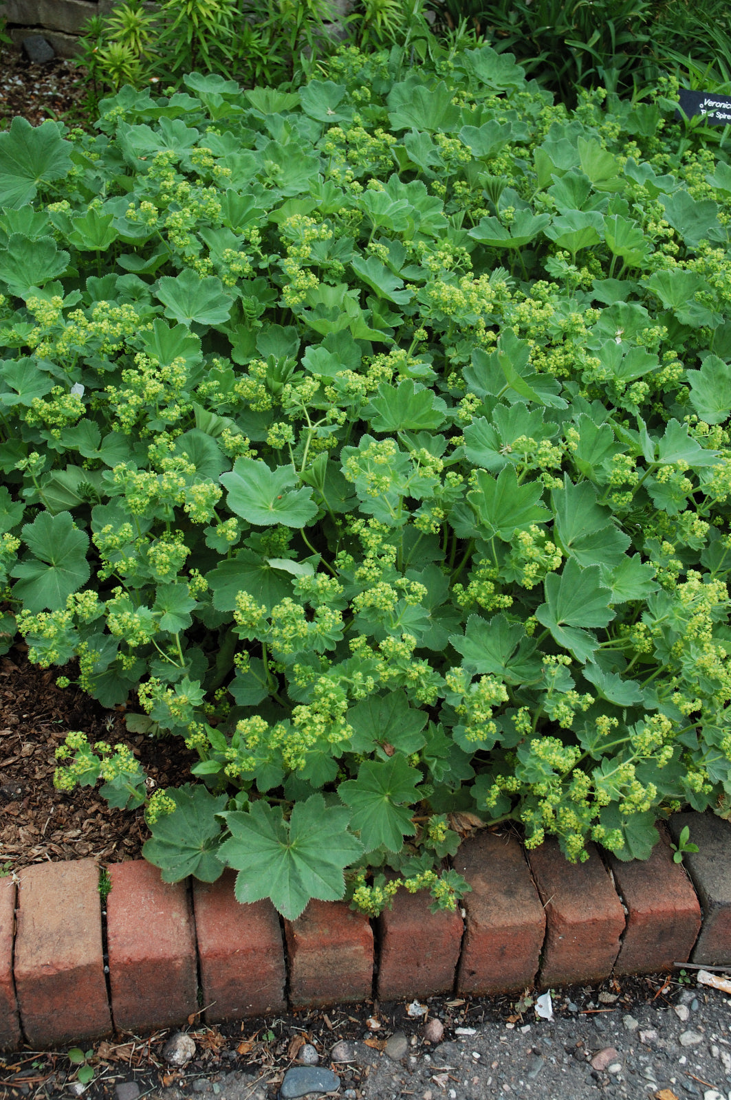 Lady's Mantle, Thriller