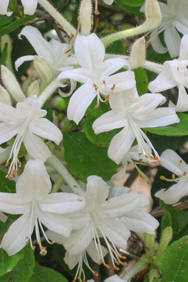 Azalea, Swamp