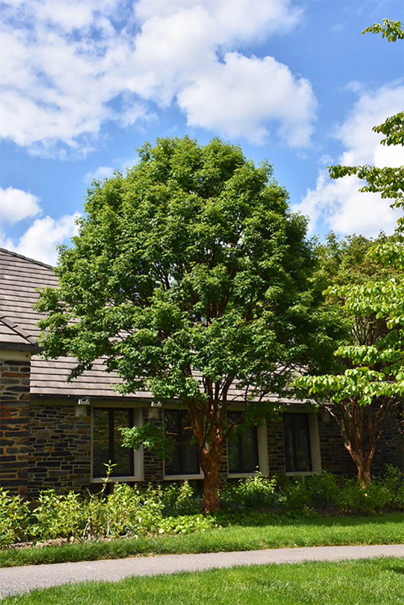 Maple, Paperbark