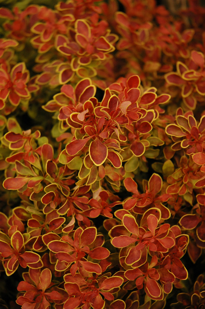 Barberry, Admiration