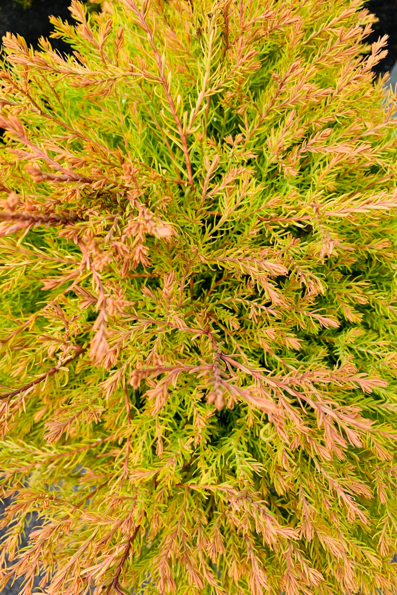 Arborvitae, Fire Chief