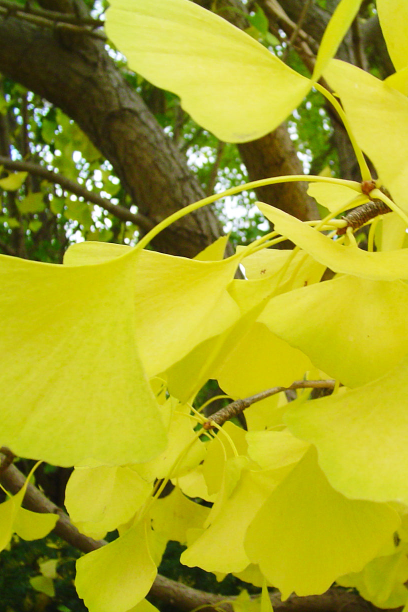 Ginkgo, Autumn Gold