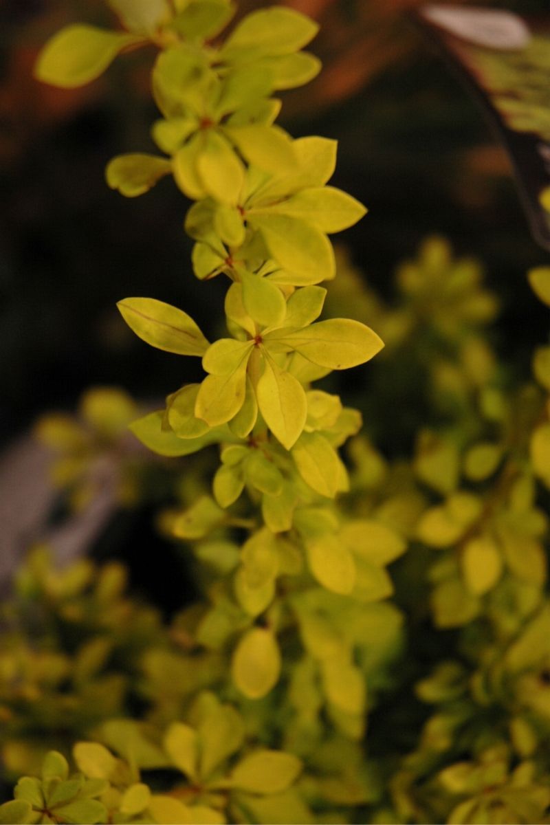 Barberry, Sunjoy Citrus