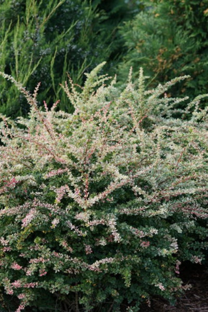 Barberry, Sunjoy Sequins