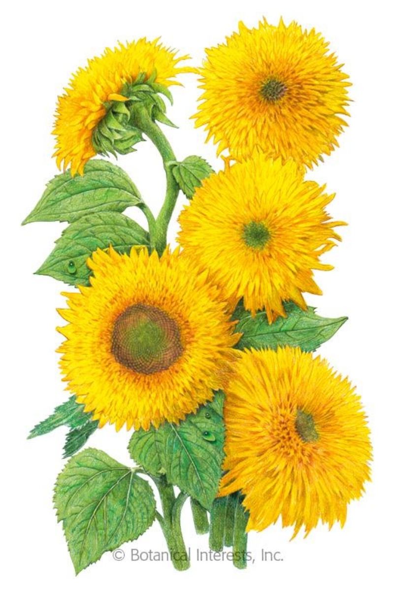 Botanical Interests Teddy Bear Dwarf Sunflower Seeds