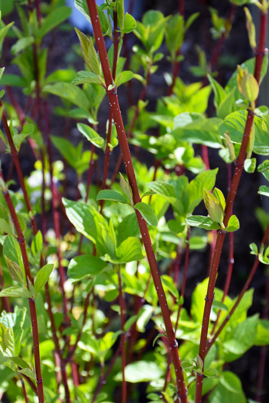 Dogwood, Redtwig