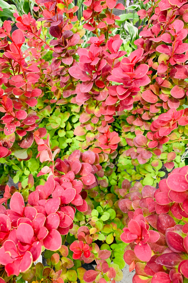 Barberry, Orange Rocket