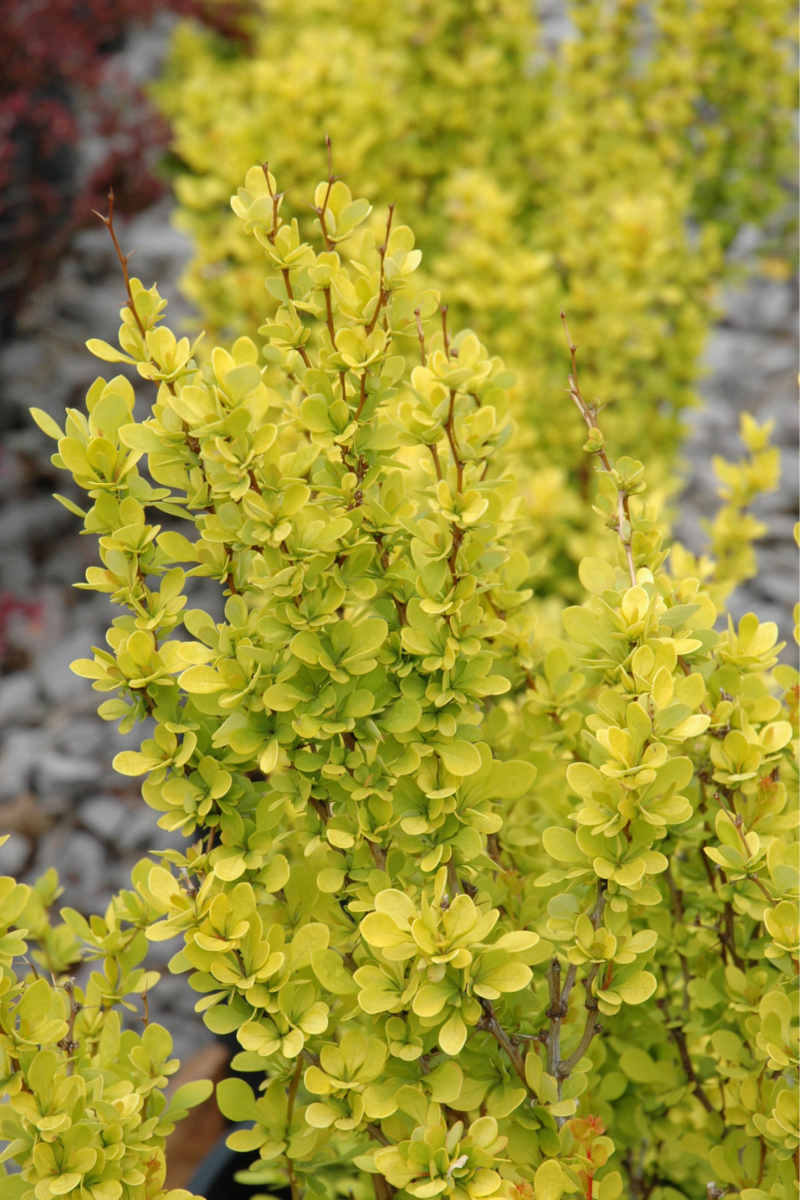 Barberry, Sunjoy Pillar