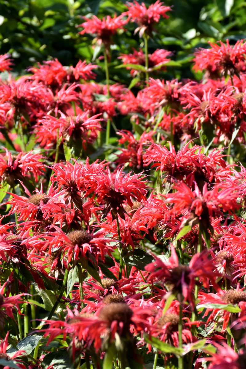 Bee Balm, Gardenview Scarlet