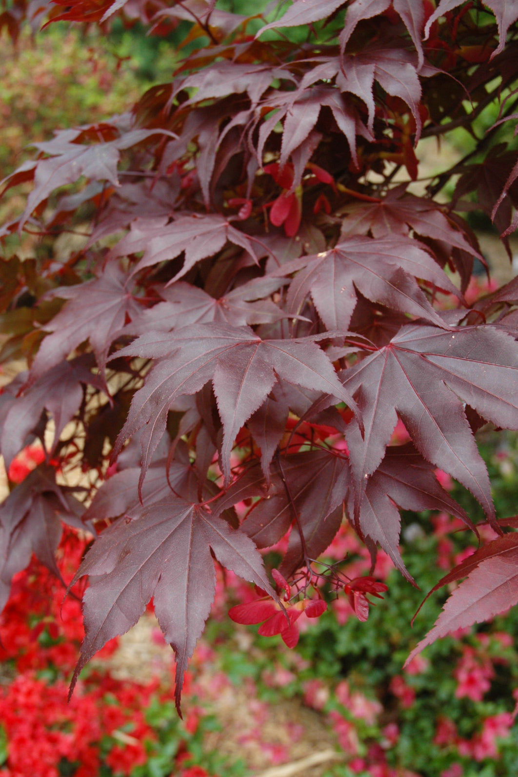 Maple, Japanese Bloodgood