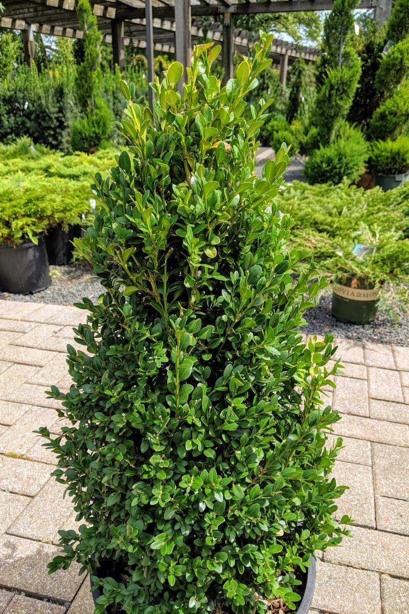 Boxwood, Green Mountain