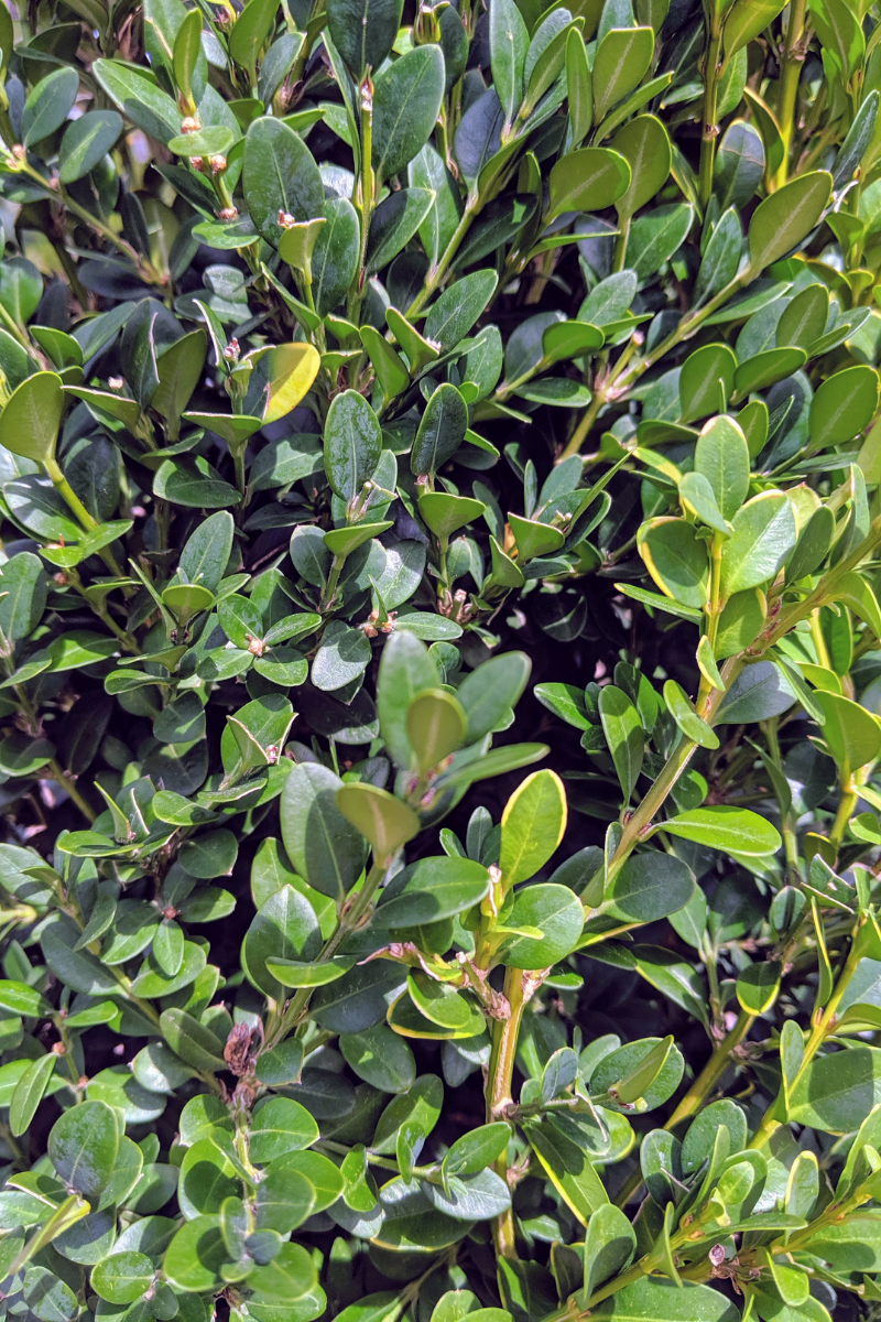 Boxwood, Green Mountain