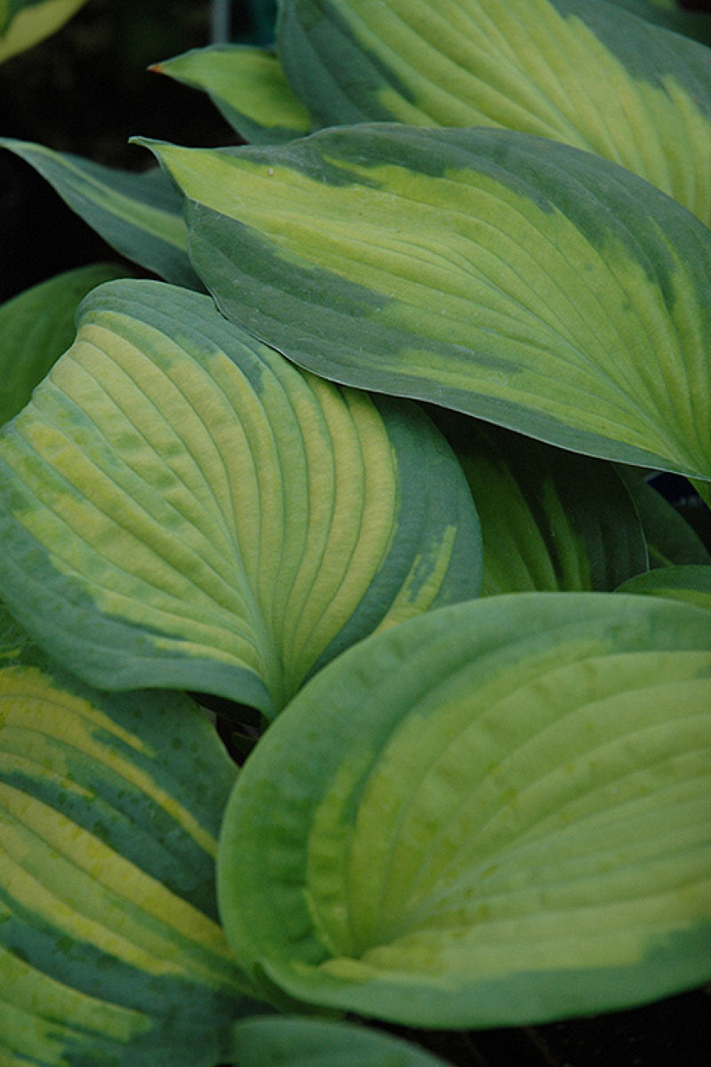 Hosta, Brother Stephan
