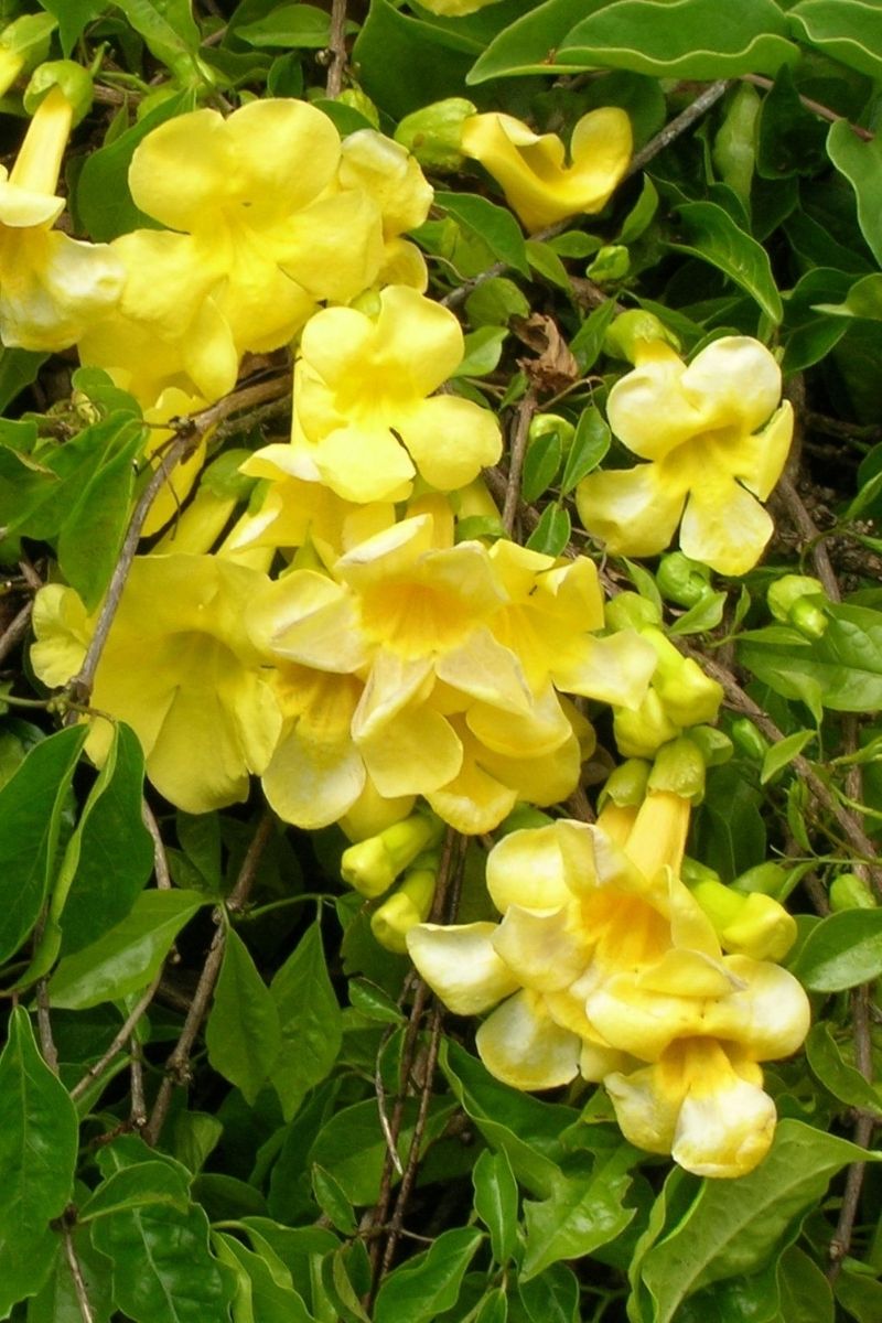 Vine, Trumpet Yellow