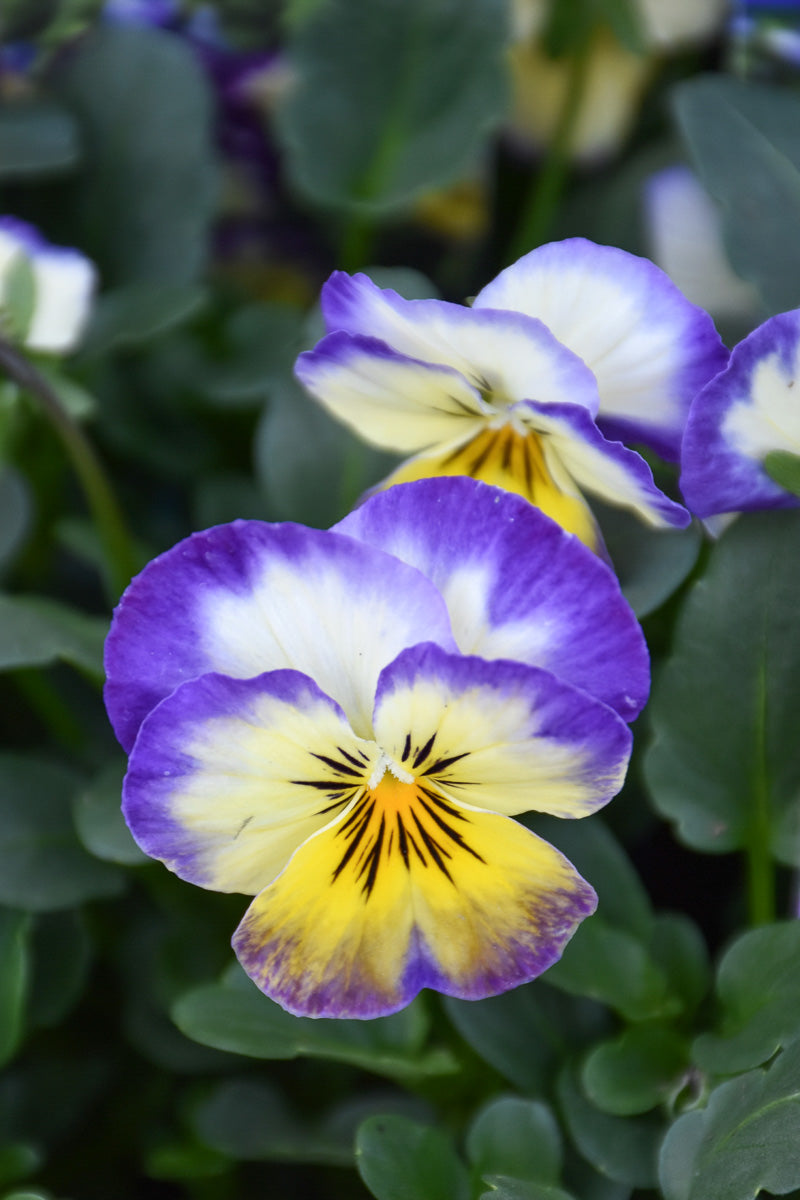 Pansy, Pen Primrose Pico Mix
