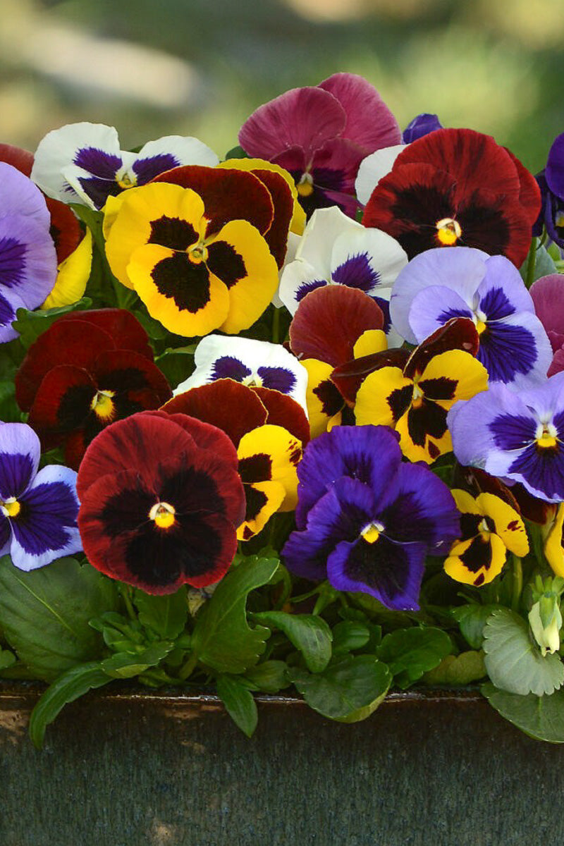Pansy, Maj Gnt Ii Blotch Mx