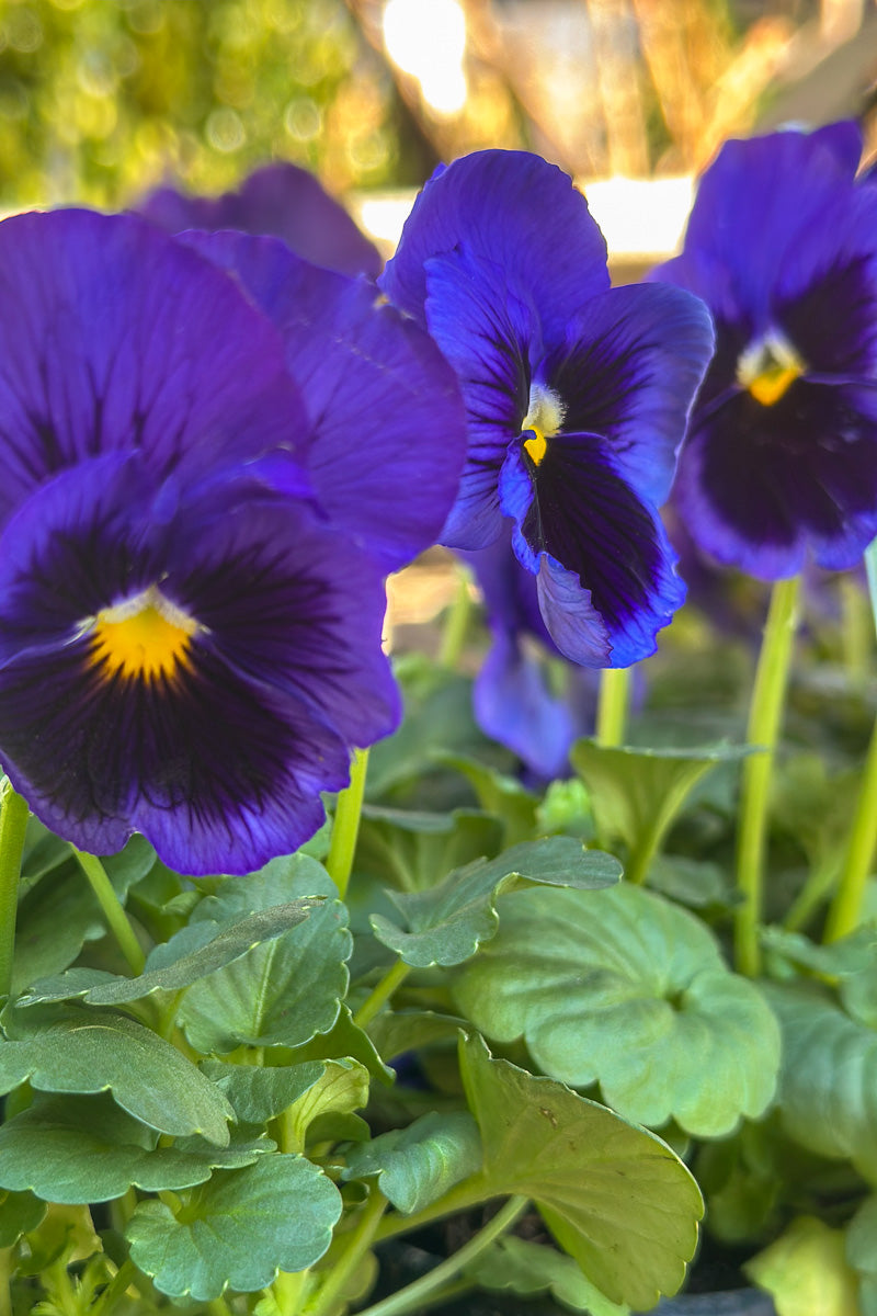 Pansy, Delta Pro Deep Blue Blotch