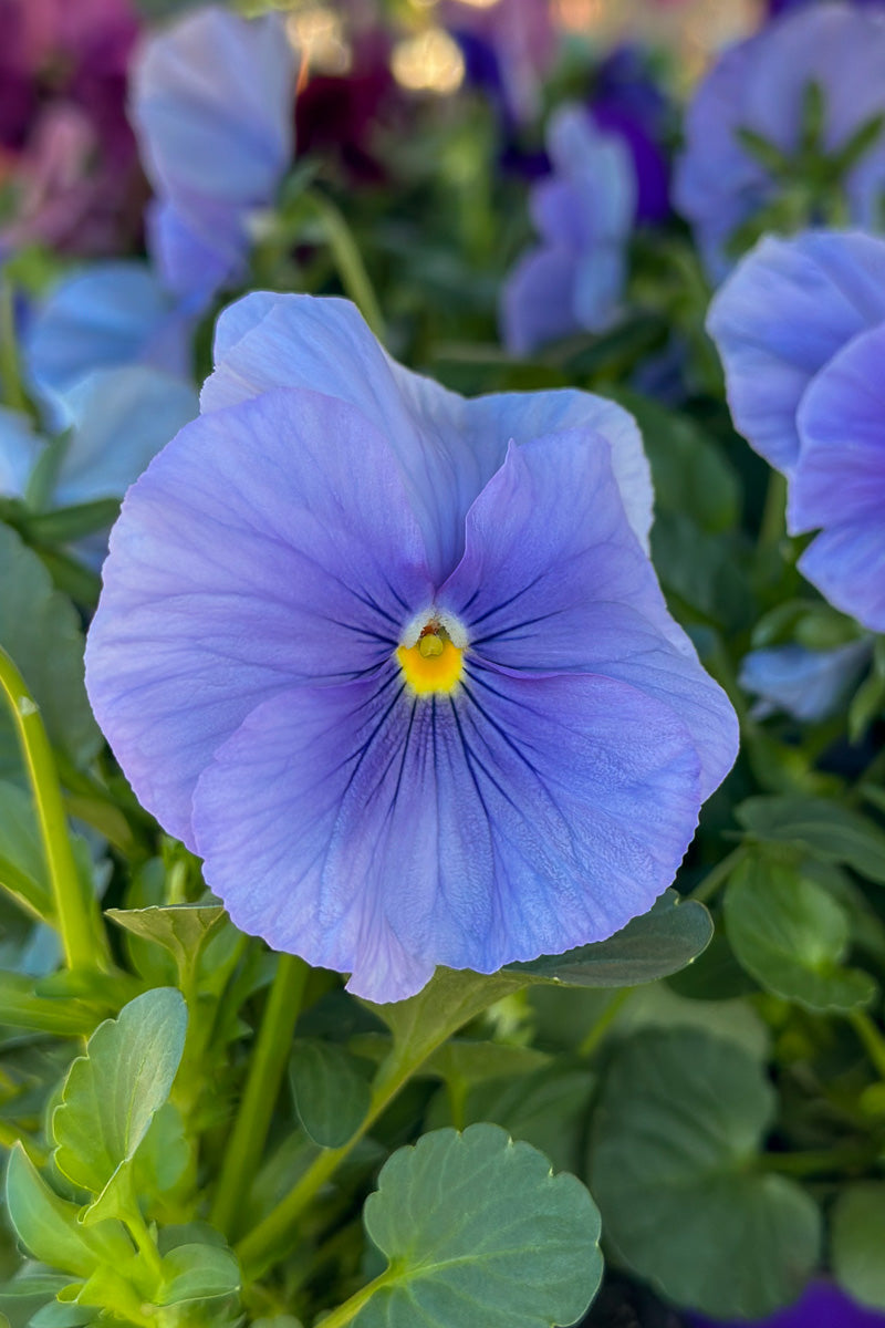 Pansy, Matrix Blue