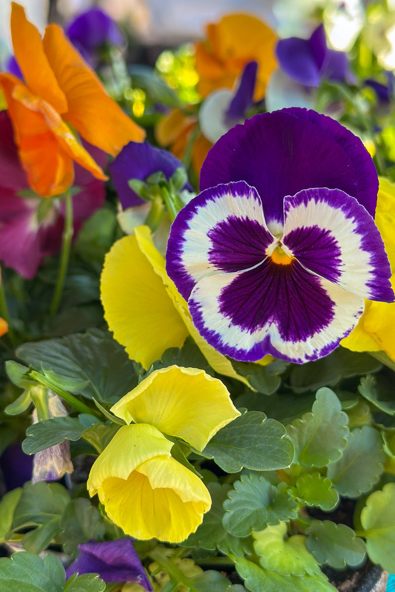 Pansy, Delta Pro Fruit Salad Mix