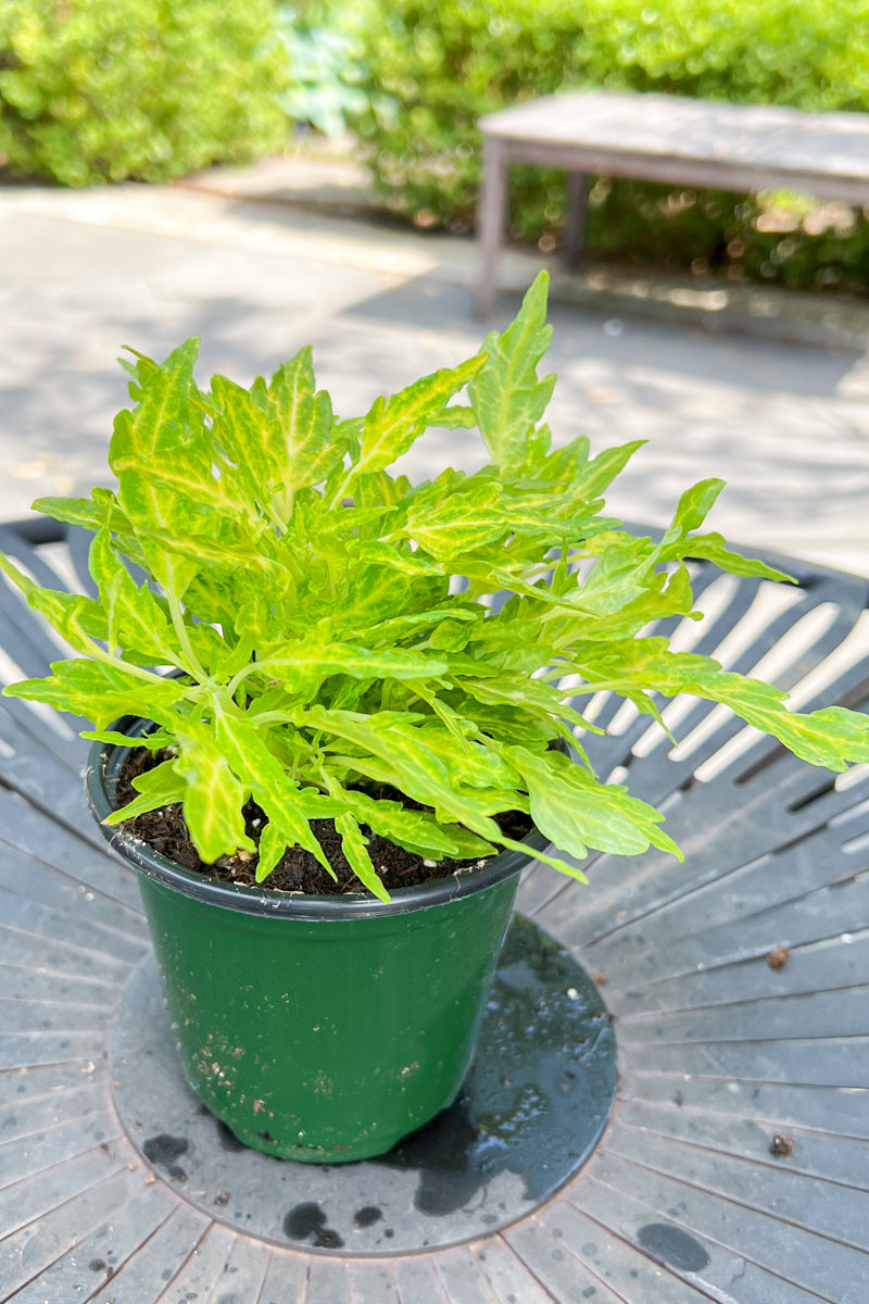 Coleus, Flamethrower Salsa Verde Flat