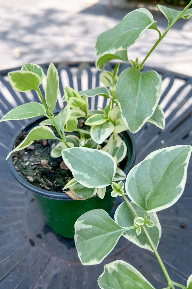 Vinca, Vine Green Gold