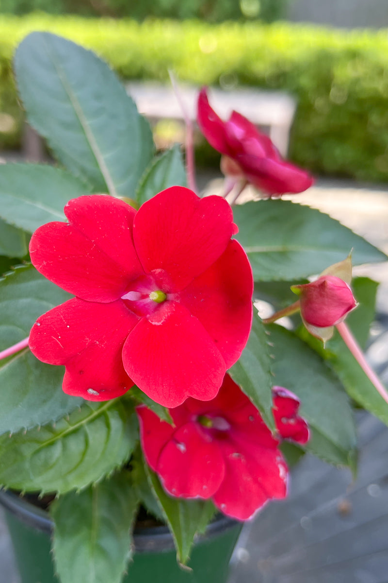 Impatiens, Sunpatiens Red