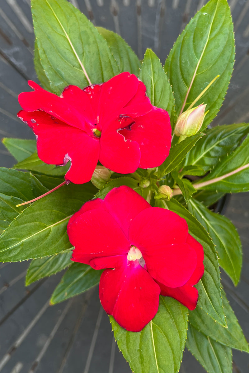 Impatiens, New Guinea Red