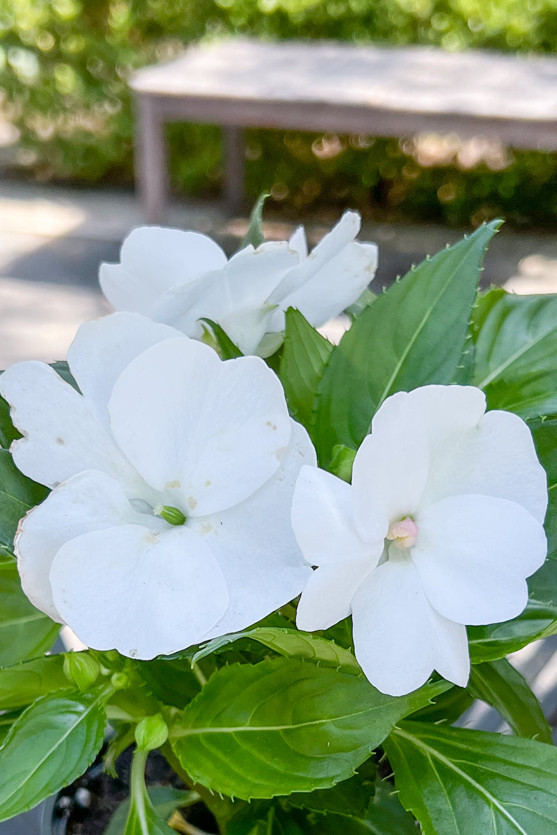 Impatiens, Sunpatiens White