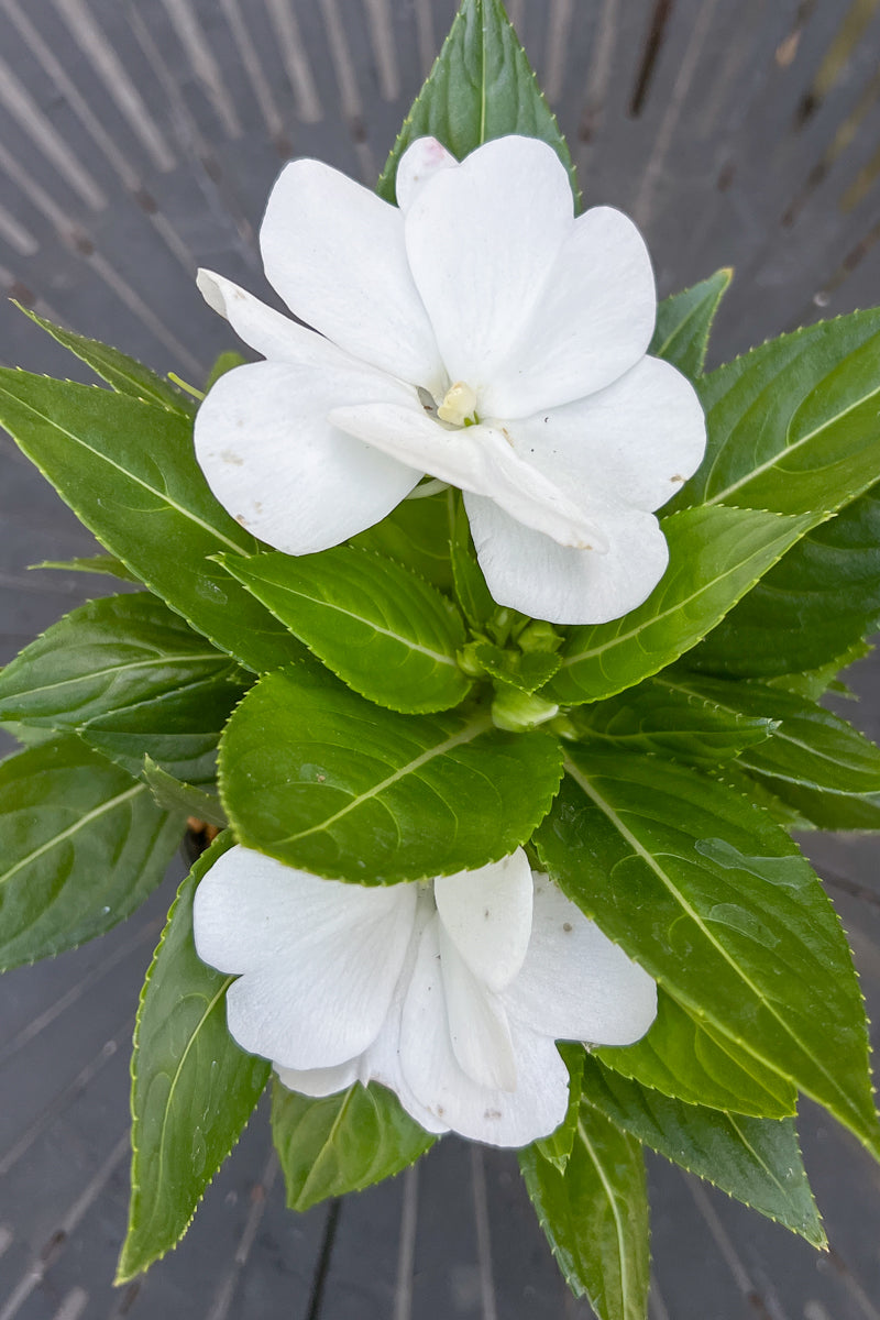 Impatiens, New Guinea White