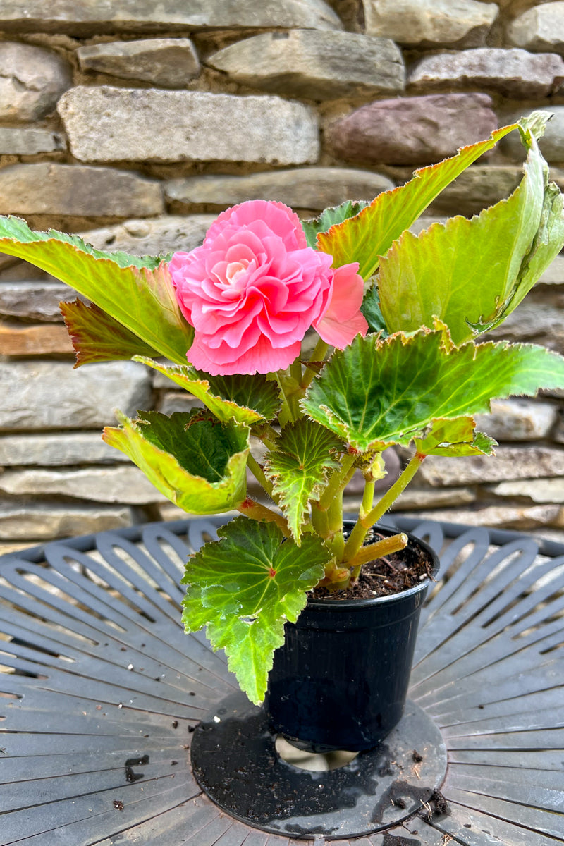 Begonia, NonStop Pink