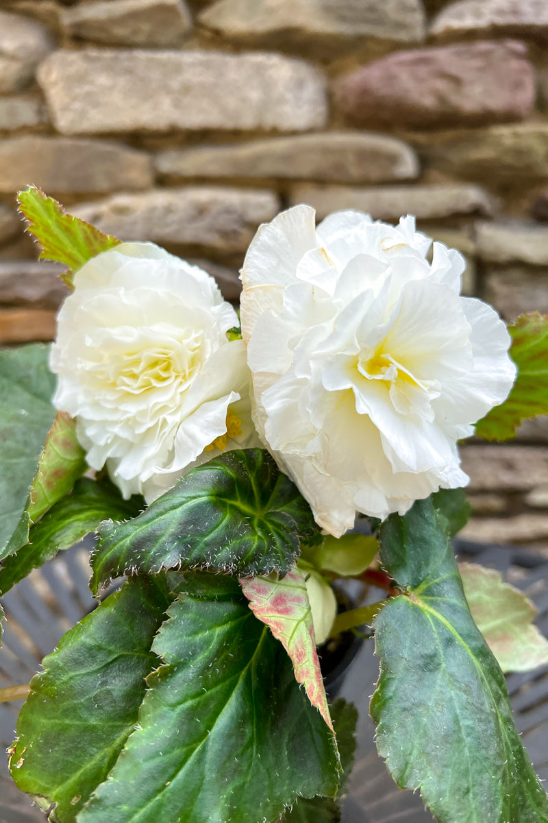 Begonia, NonStop White