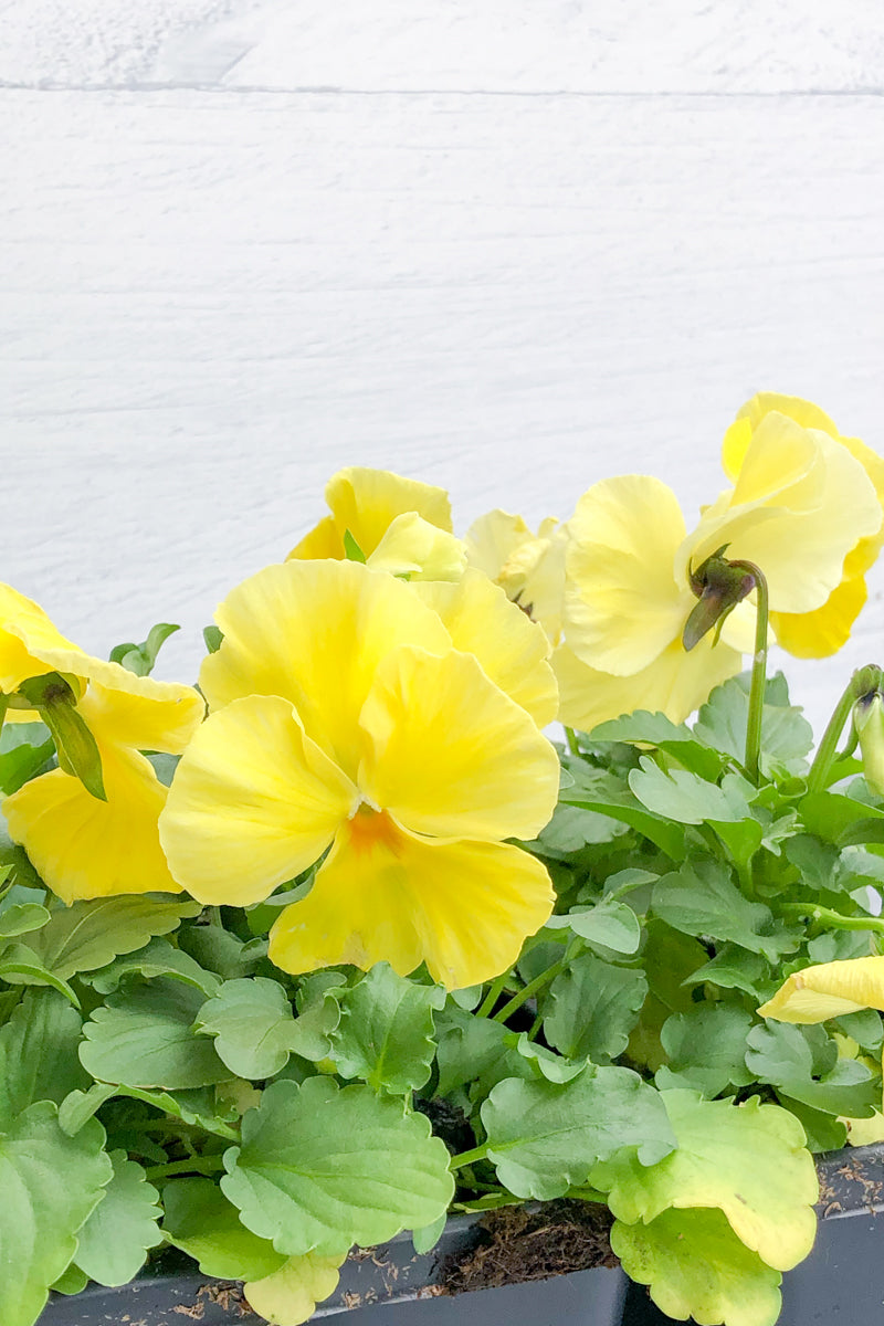 Pansy, Matrix Lemon