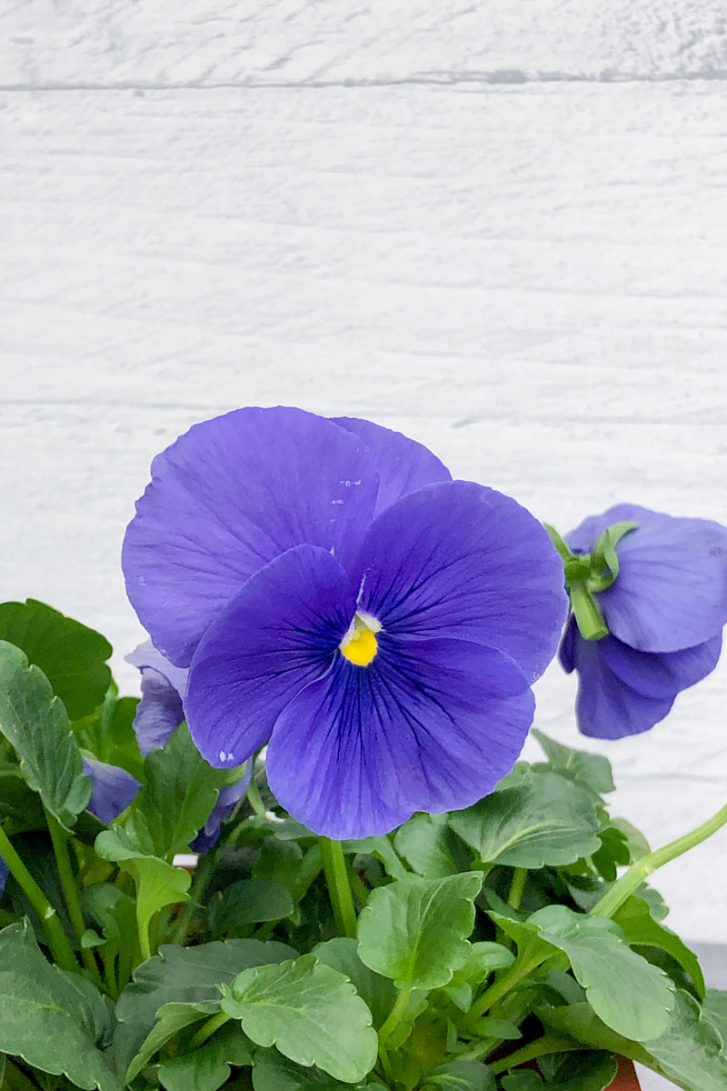 Pansy, Grandio True Blue