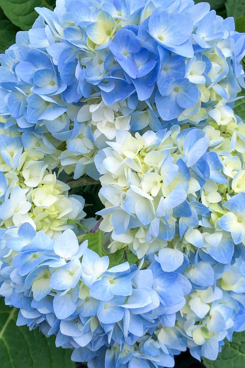 Hydrangea, Endless Summer