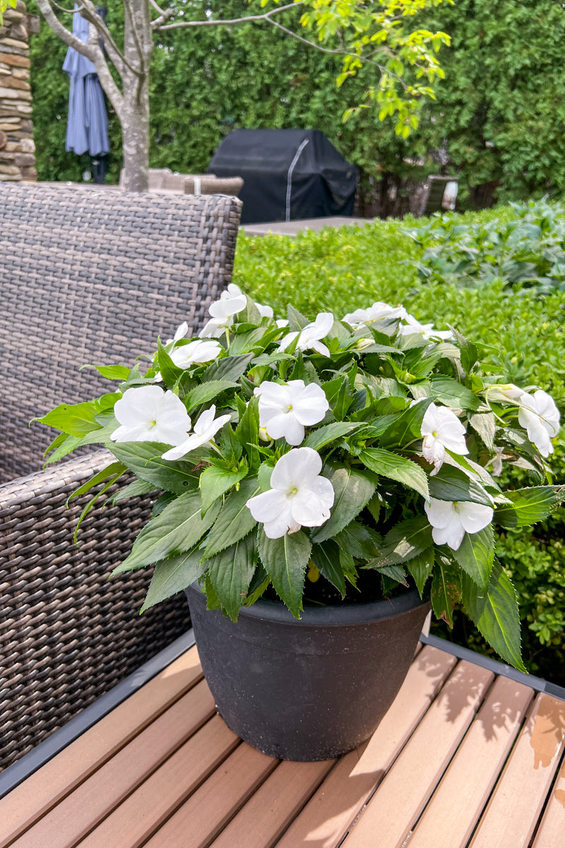 Impatiens, Sunpatiens White