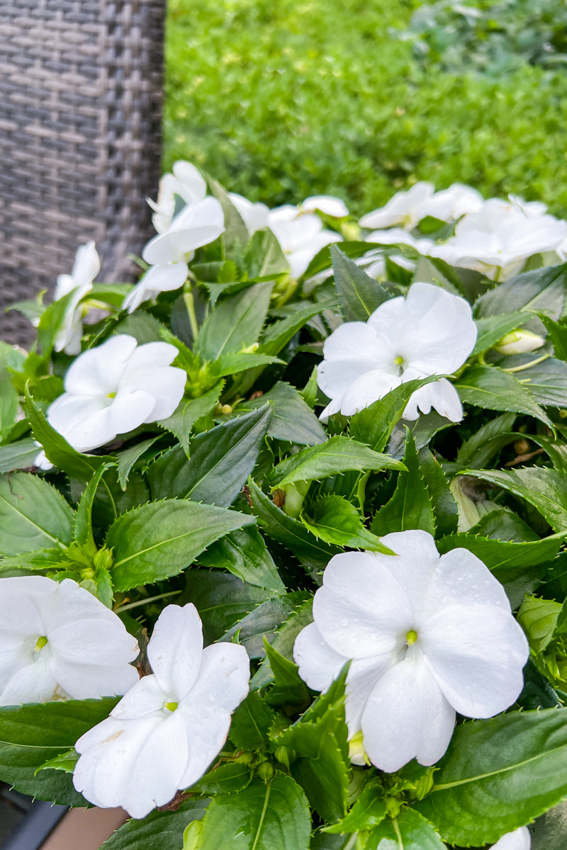 Impatiens, Sunpatiens White