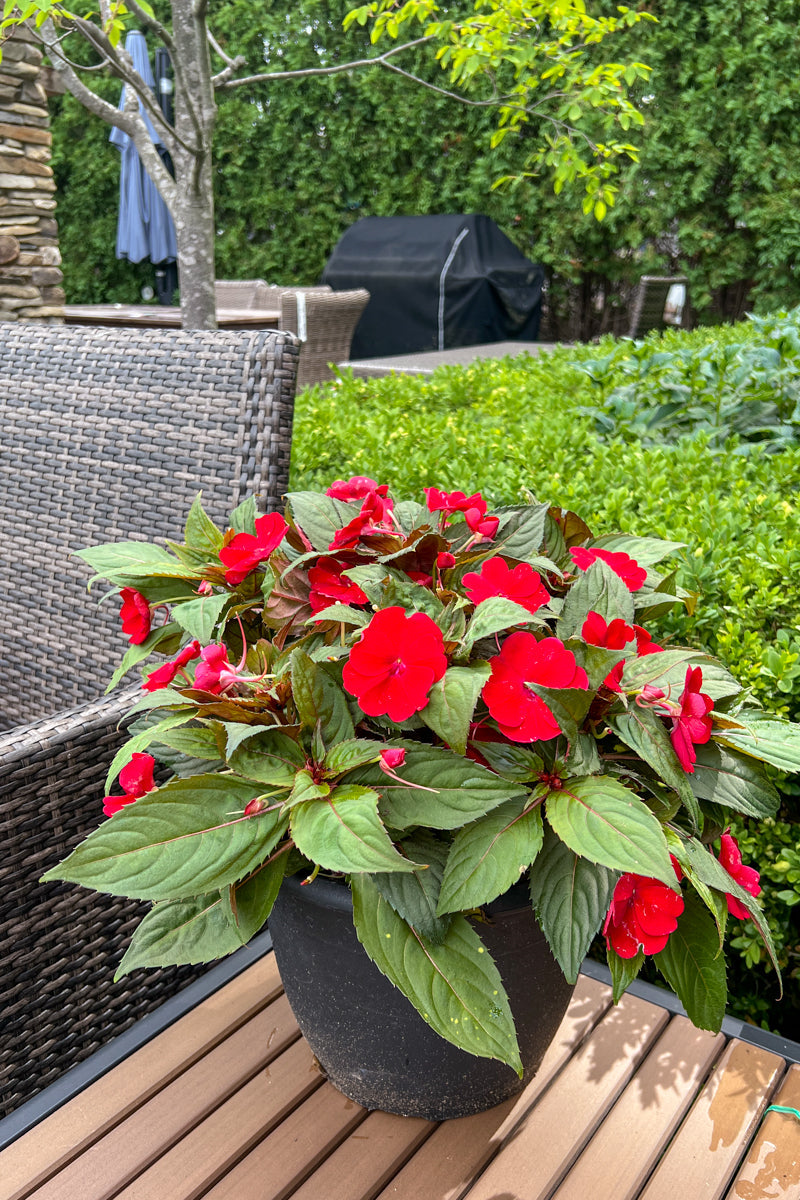 Impatiens, Sunpatiens Red