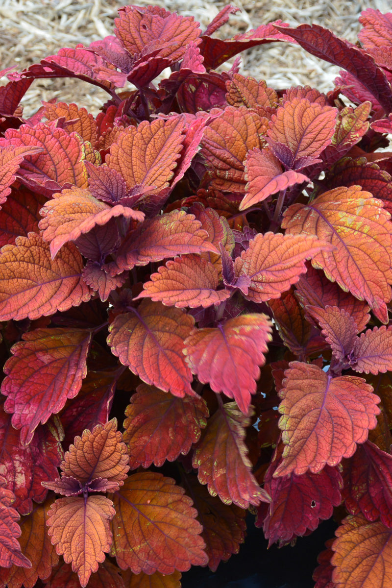Coleus Inferno