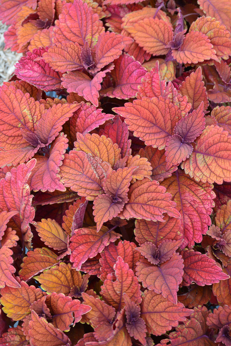 Coleus Inferno