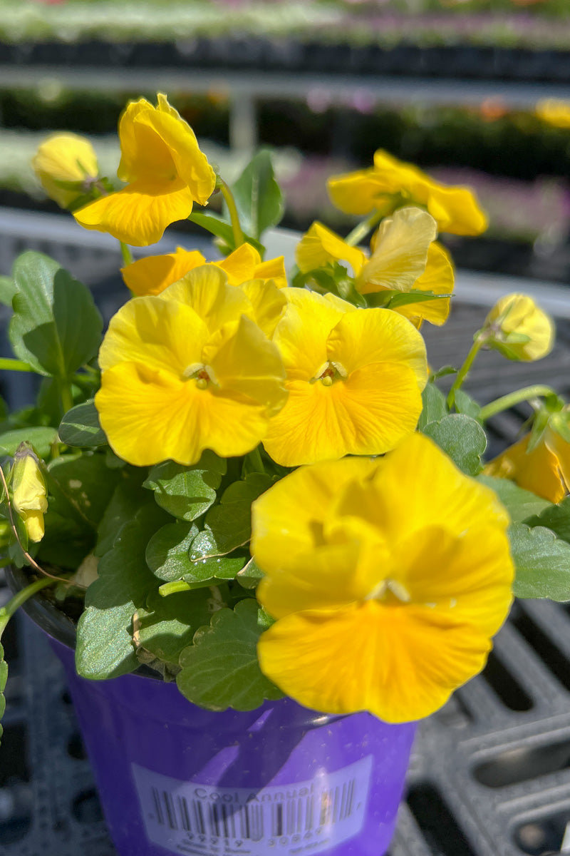 Pansy Matx Yellow