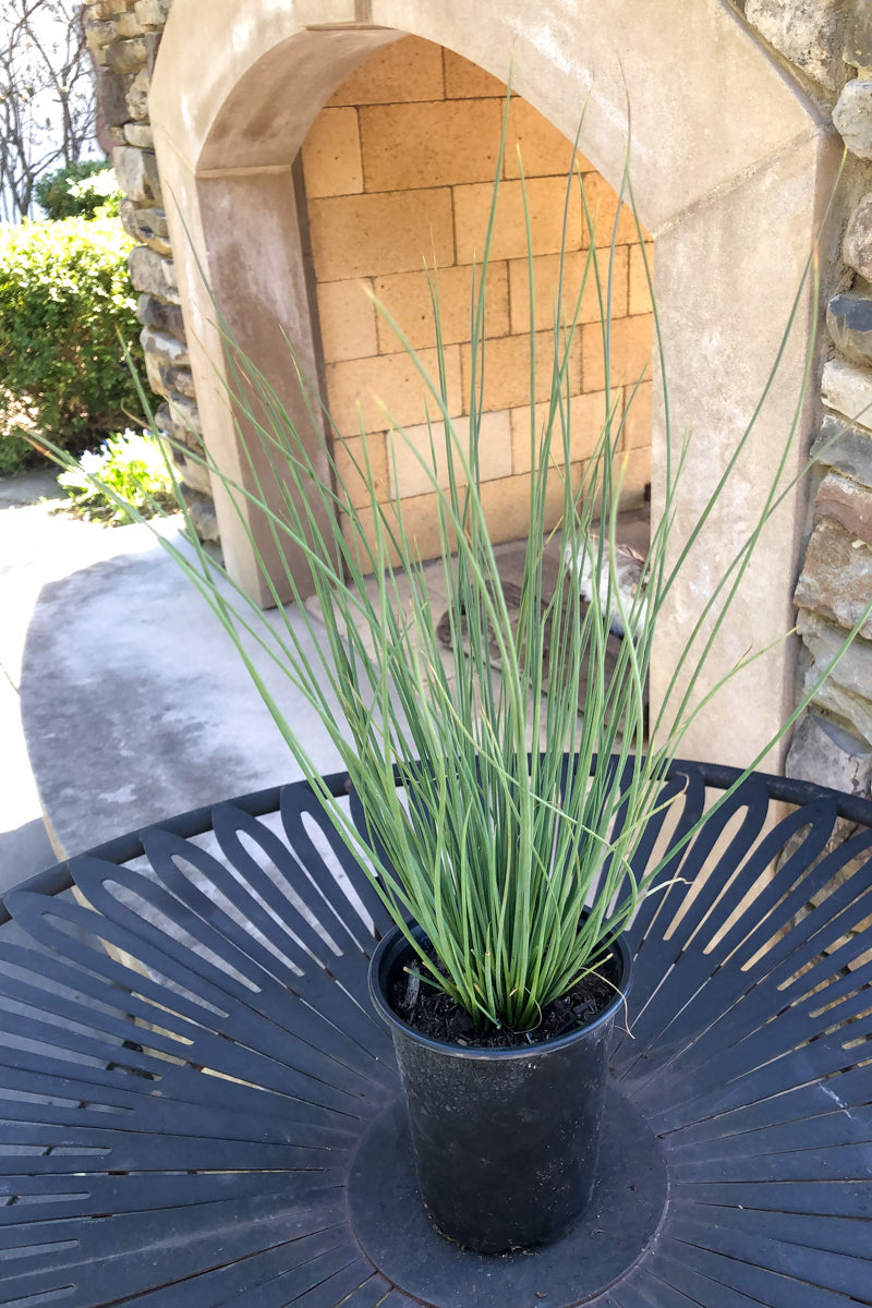 Juncus Blue Arrow