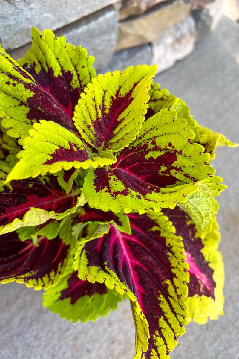 Coleus Kong Rose