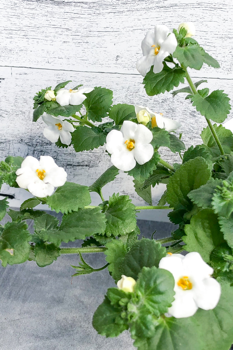 Bacopa, White