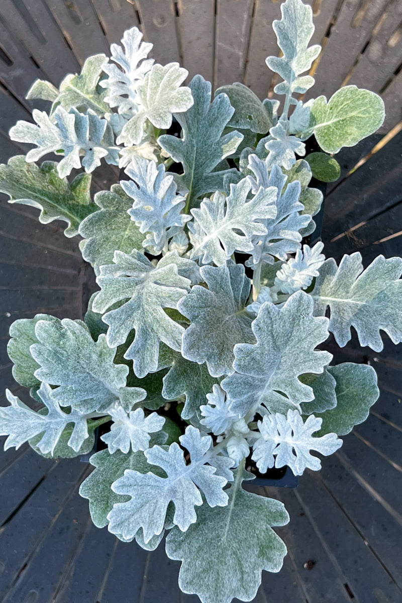 Dusty Miller Silver Dust