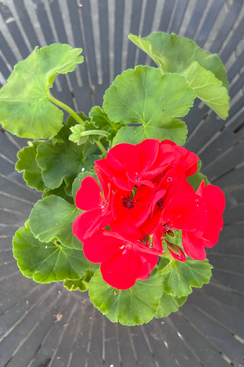 Geranium, Red